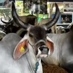 90 expozebu 2025 1