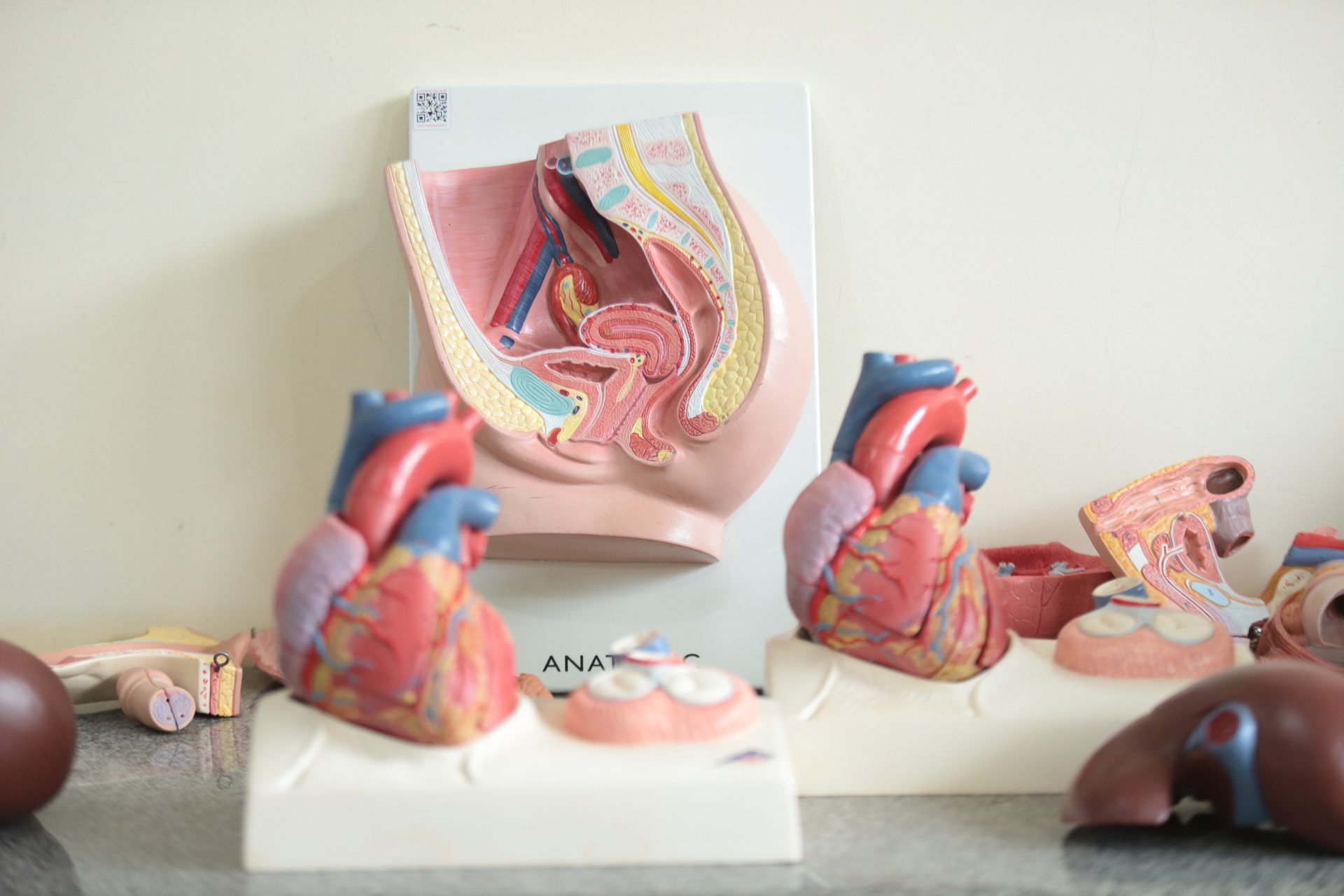 Fotografia de bancada com diversos modelos anatômicos didáticos, incluindo dois modelos de coração em corte mostrando câmaras e vasos, um modelo em corte sagital da pelve com órgãos reprodutivos e digestivos, e outras peças anatômicas parcialmente visíveis, como um possível modelo de rim e outros órgãos em tons de vermelho e marrom, dispostos sobre uma superfície de granito com parede clara ao fundo.