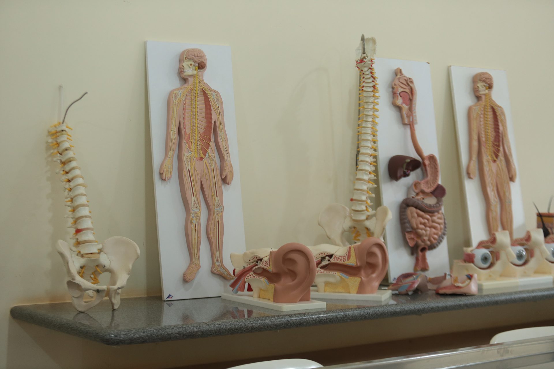 Bancada de granito sobre a qual estão dispostos diversos modelos anatômicos didáticos: duas colunas vertebrais com bacia, dois pôsteres/painéis ilustrando o corpo humano com sistema nervoso e vascular, modelos de orelha em corte mostrando estruturas internas, modelo de sistema digestório com fígado e intestinos, modelos de olho e outros pequenos modelos anatômicos ao fundo.